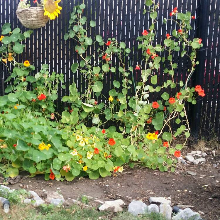 Plant image Tropaeolum majus 'Gleam Hybrids'