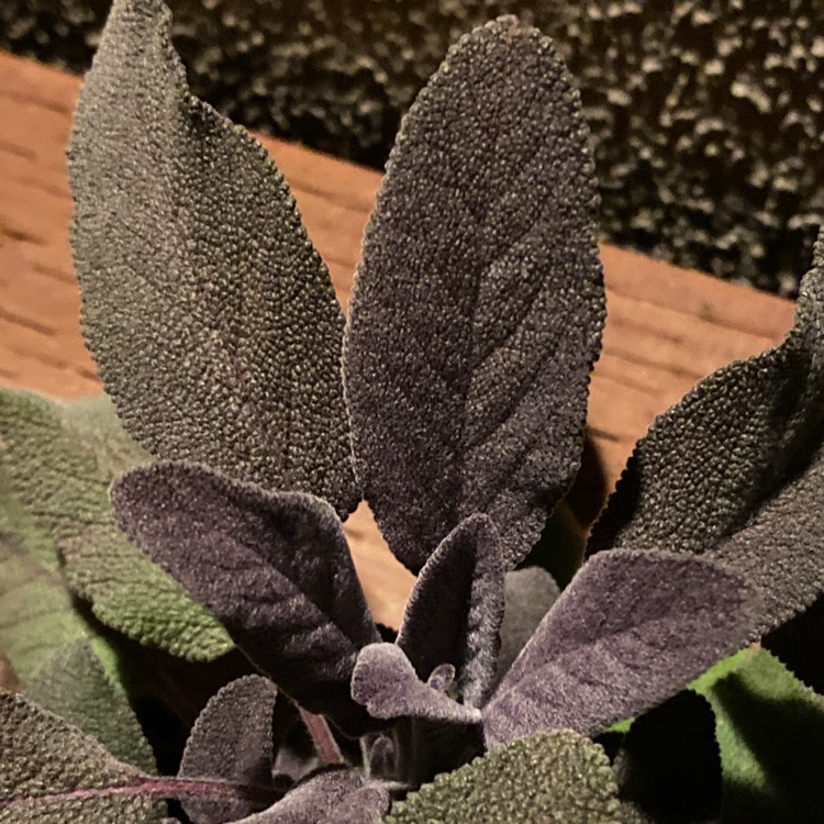 Plant image Salvia officinalis 'Purpurascens'