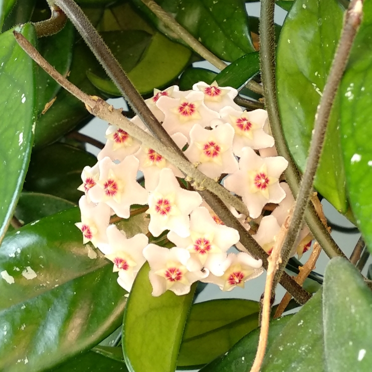 plant image 1061608 plant image 1061608