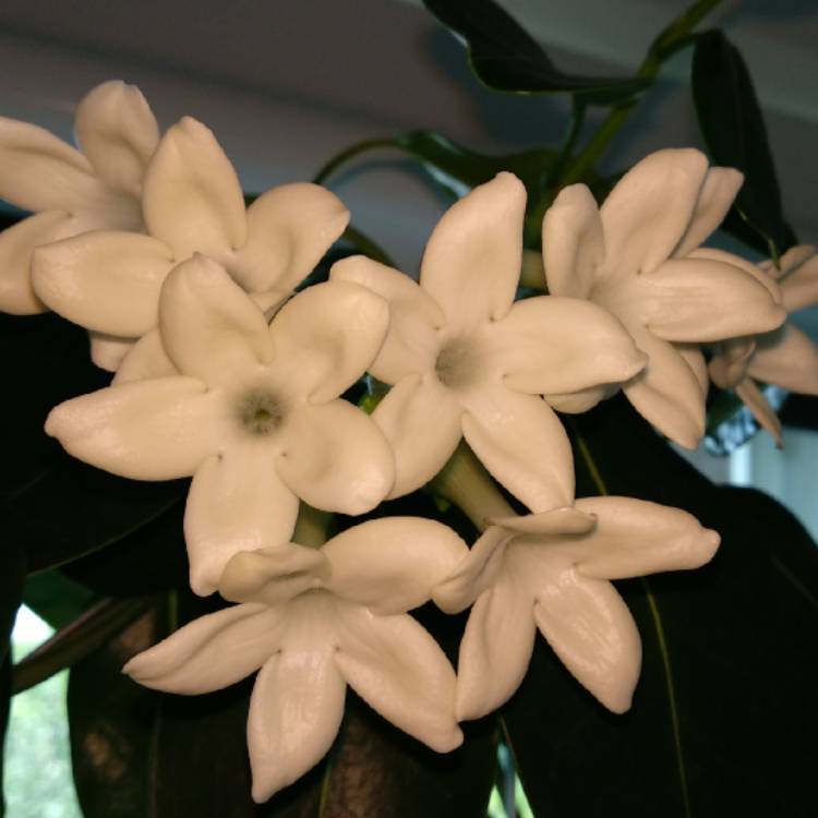 plant image 1113668