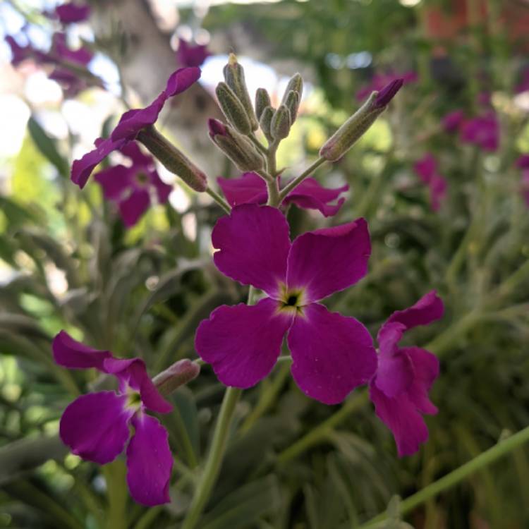 plant image 1282332 plant image 1282332