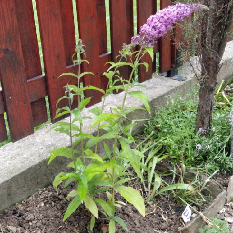 plant image 1332166 plant image 1332166