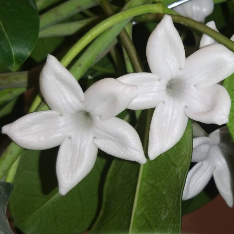 plant image 1339628