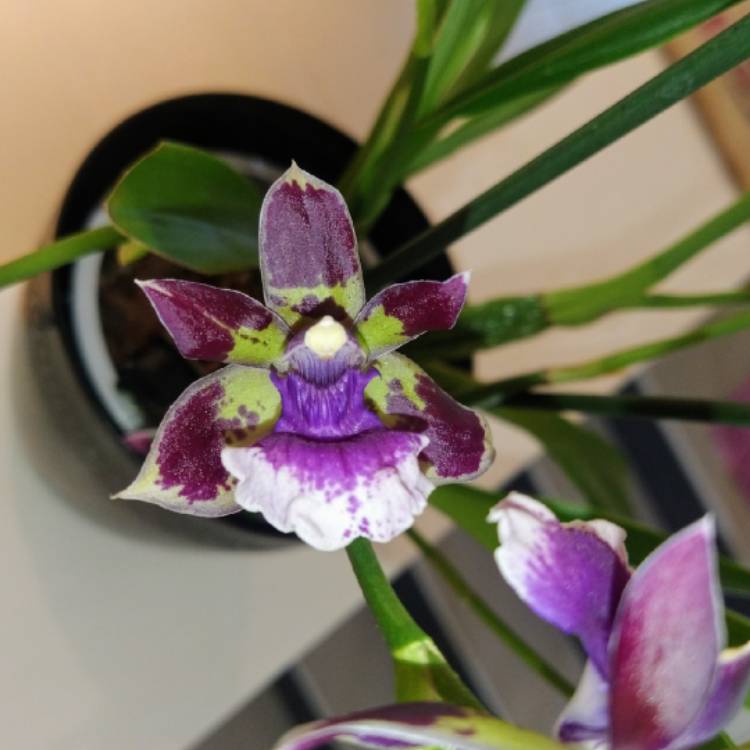 plant image 1349167 plant image 1349167