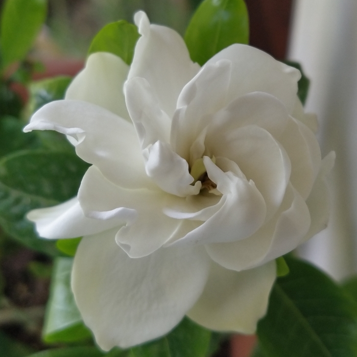 Plant image Gardenia Jasminoides 'August Beauty'