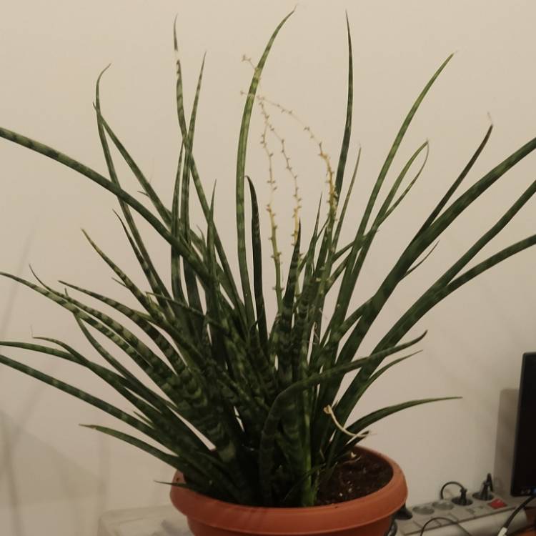 Plant image Sansevieria 'Japonesa Circle'