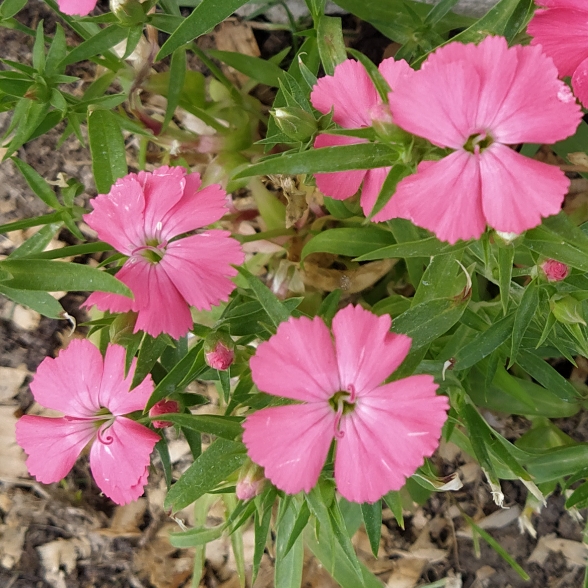 plant image 1473219 plant image 1473219