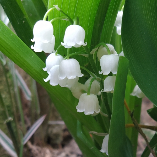 plant image 1473706 plant image 1473706