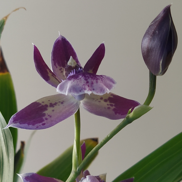 plant image 1473732 plant image 1473732