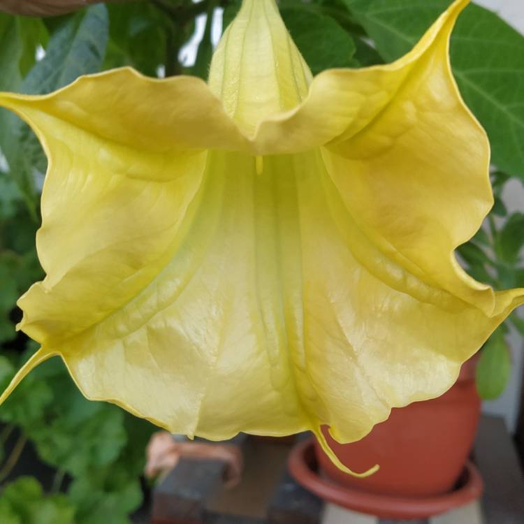 plant image 1476484 plant image 1476484