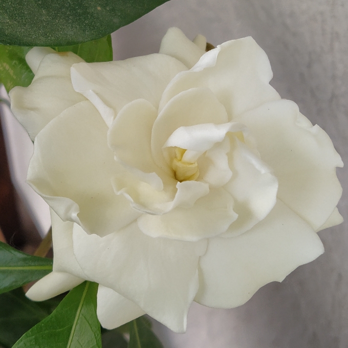 plant image 1481733 plant image 1481733