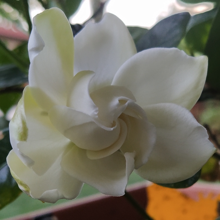 plant image 1483626 plant image 1483626