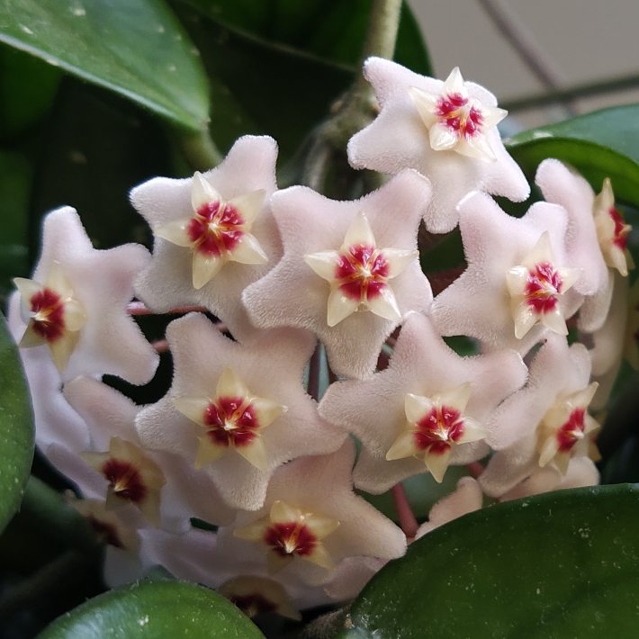 plant image 1493302 plant image 1493302
