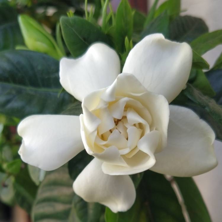 plant image 1500751 plant image 1500751