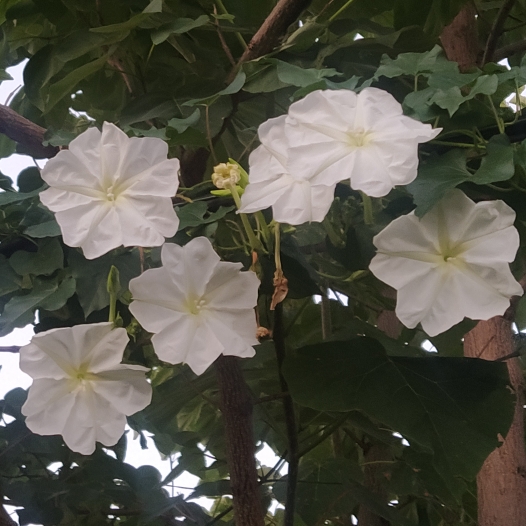 plant image 1517218
