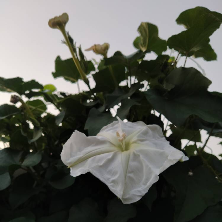 plant image 1525802