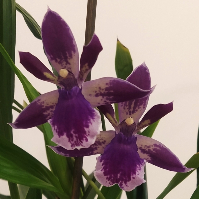 plant image 1533935 plant image 1533935