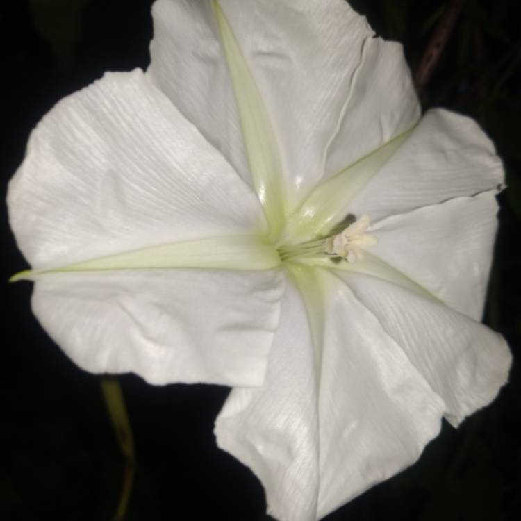 plant image 1533936