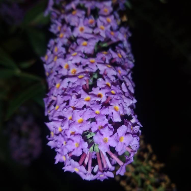 plant image 1533937 plant image 1533937