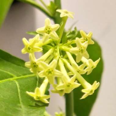 Cestrum nocturnum