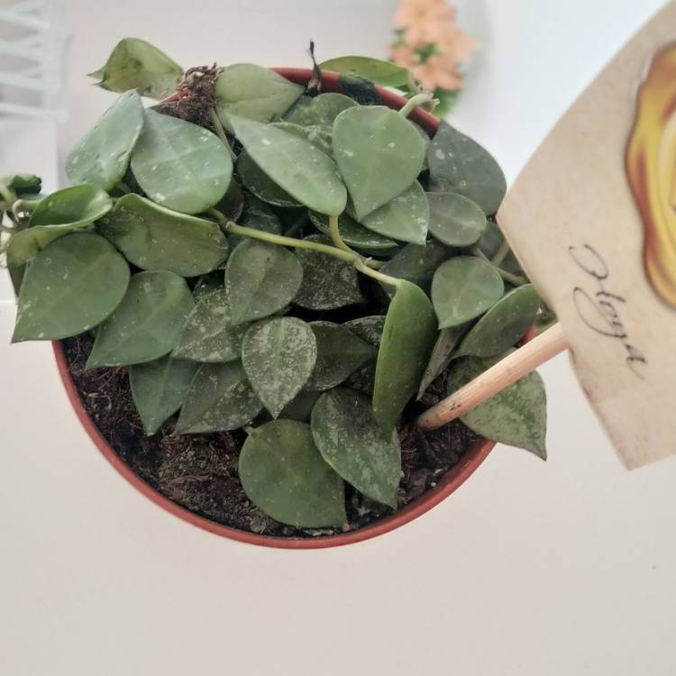 Plant image Hoya Krohniana