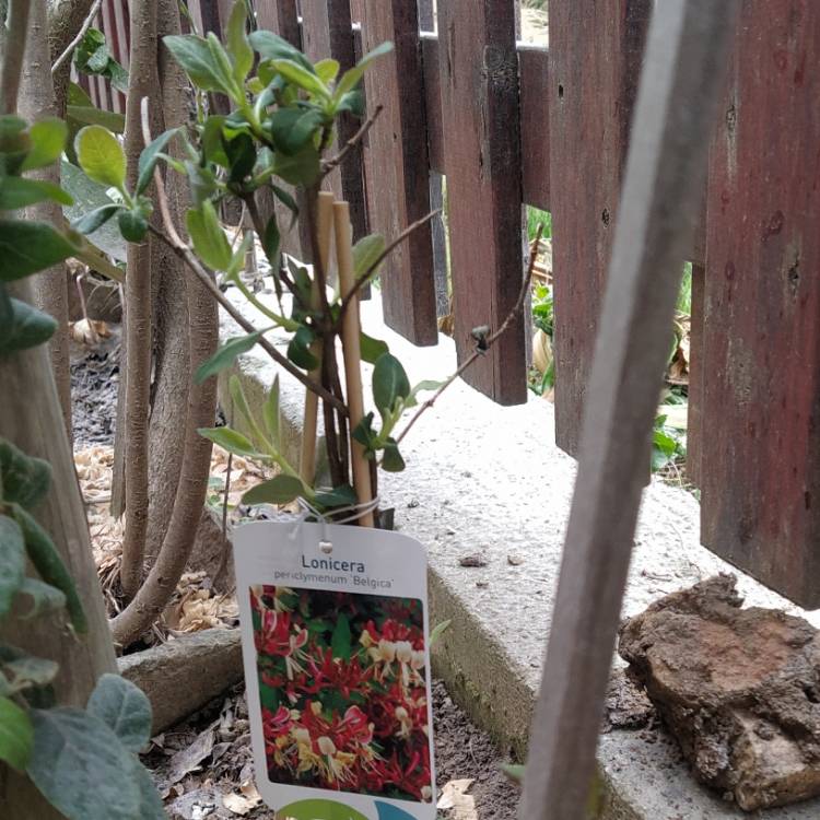Plant image Lonicera periclymenum 'Belgica Select'