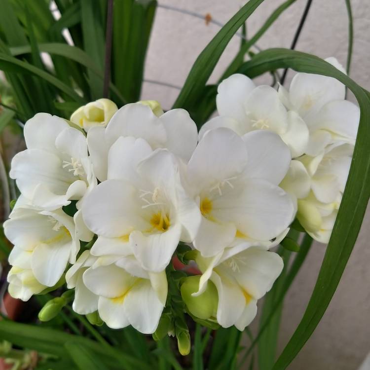 plant image 1577076 plant image 1577076