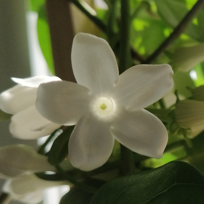 plant image 1578544