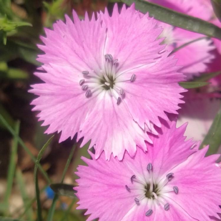 plant image 1580732 plant image 1580732