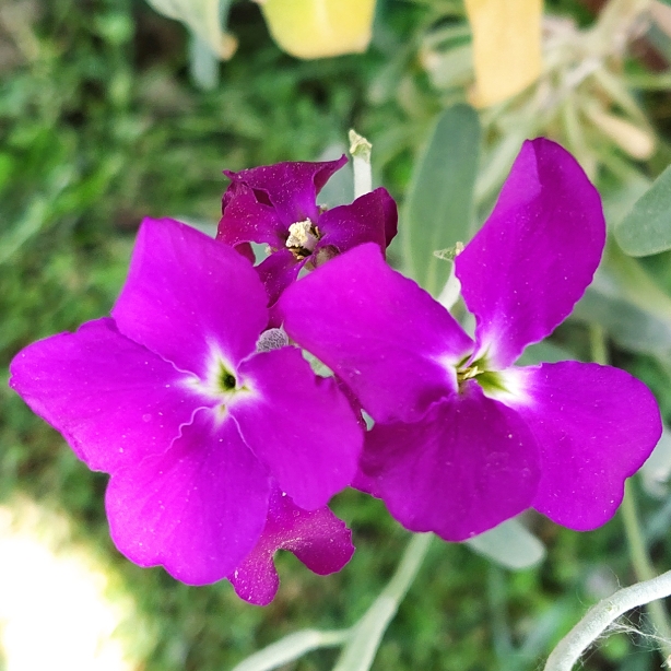 plant image 1588052 plant image 1588052