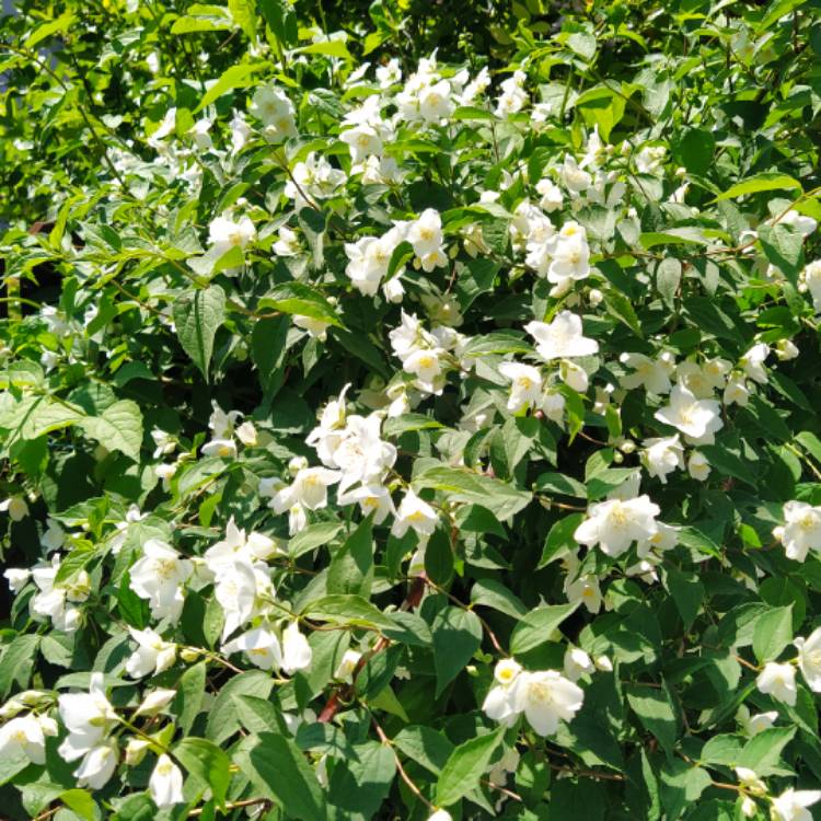 Plant image Philadelphus