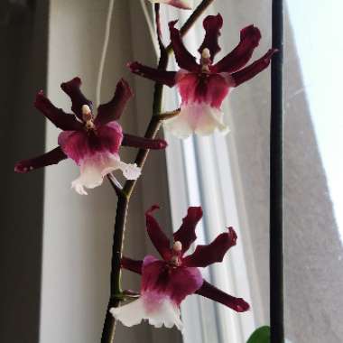 x Oncidopsis Bartley Schwarz syn. Miltonidium Bartley Schwarz