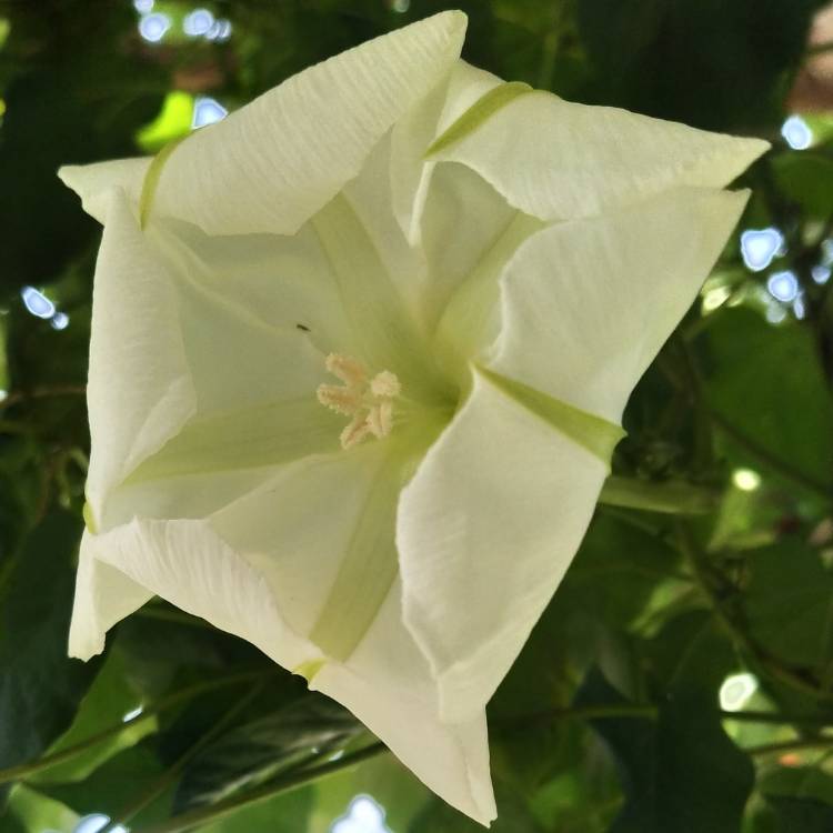 plant image 1627223