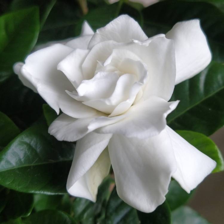 plant image 1627225 plant image 1627225