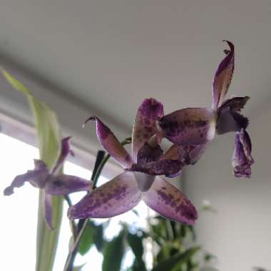 Zygopetalum
