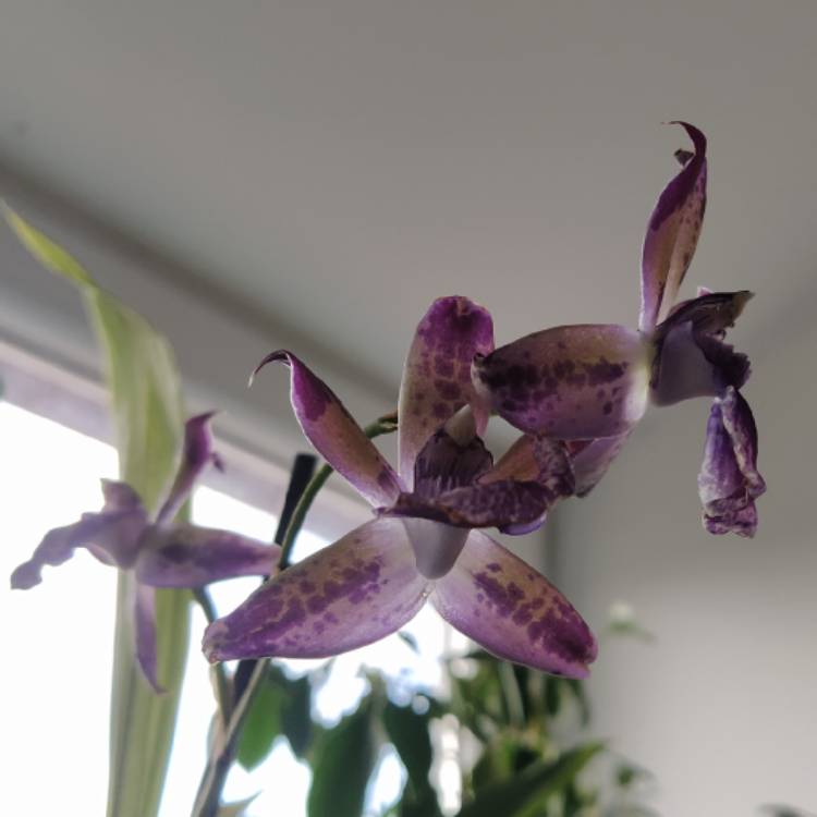 plant image 1638364 plant image 1638364
