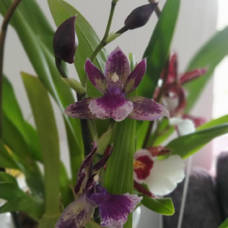 plant image 1657078 plant image 1657078