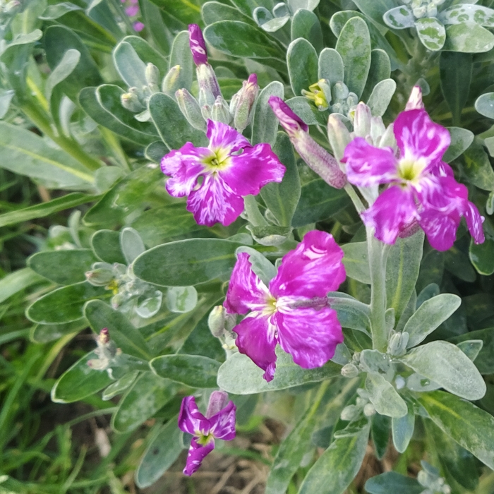plant image 1658249 plant image 1658249