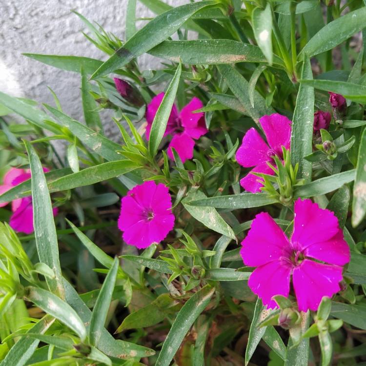 plant image 1658399 plant image 1658399
