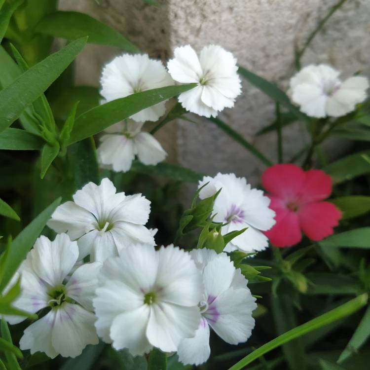 plant image 1658400 plant image 1658400