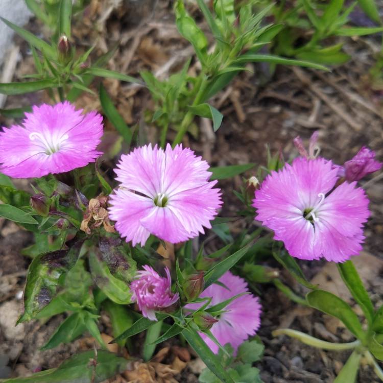 plant image 1658401 plant image 1658401