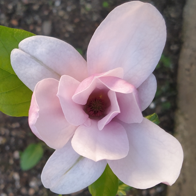 plant image 1659148