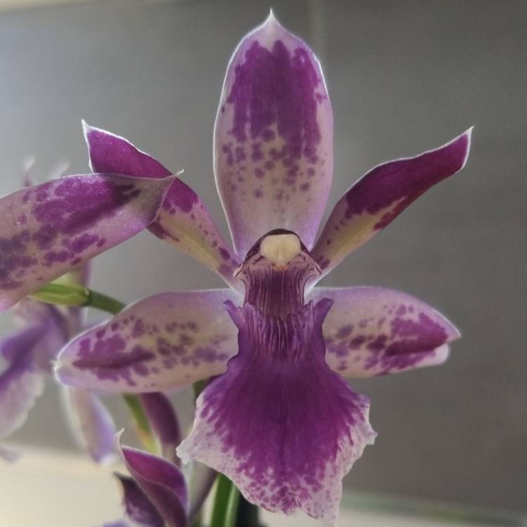 plant image 1659237 plant image 1659237