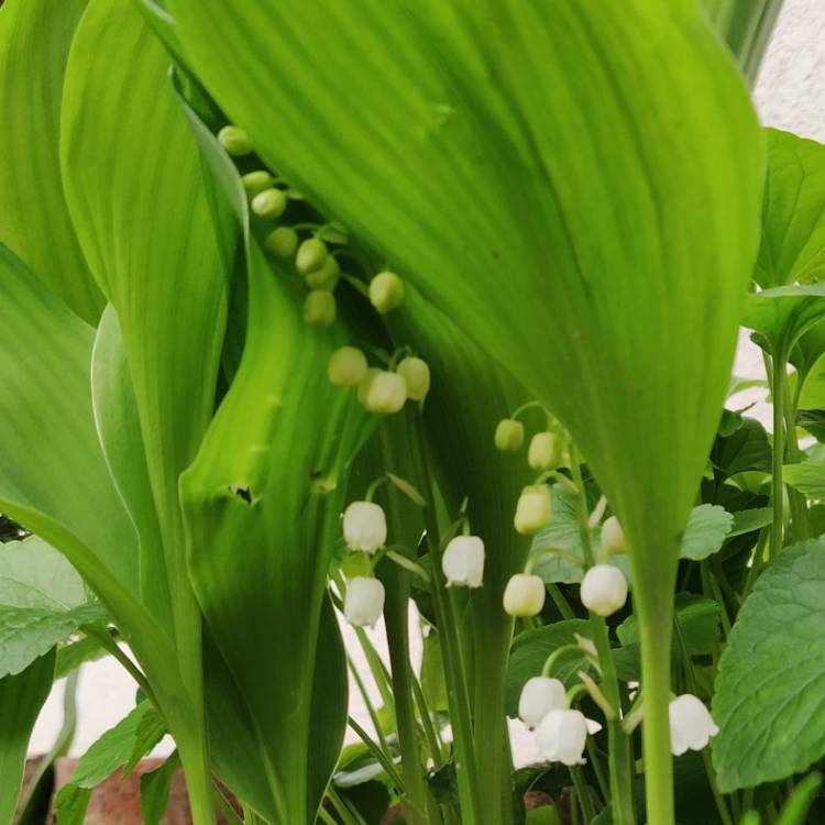 plant image 1660746 plant image 1660746