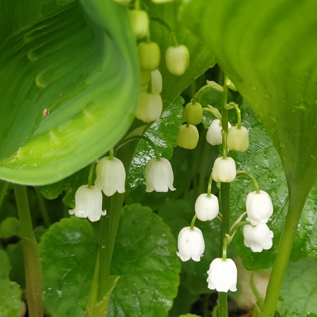 plant image 1661101 plant image 1661101