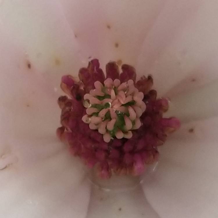 plant image 1661102