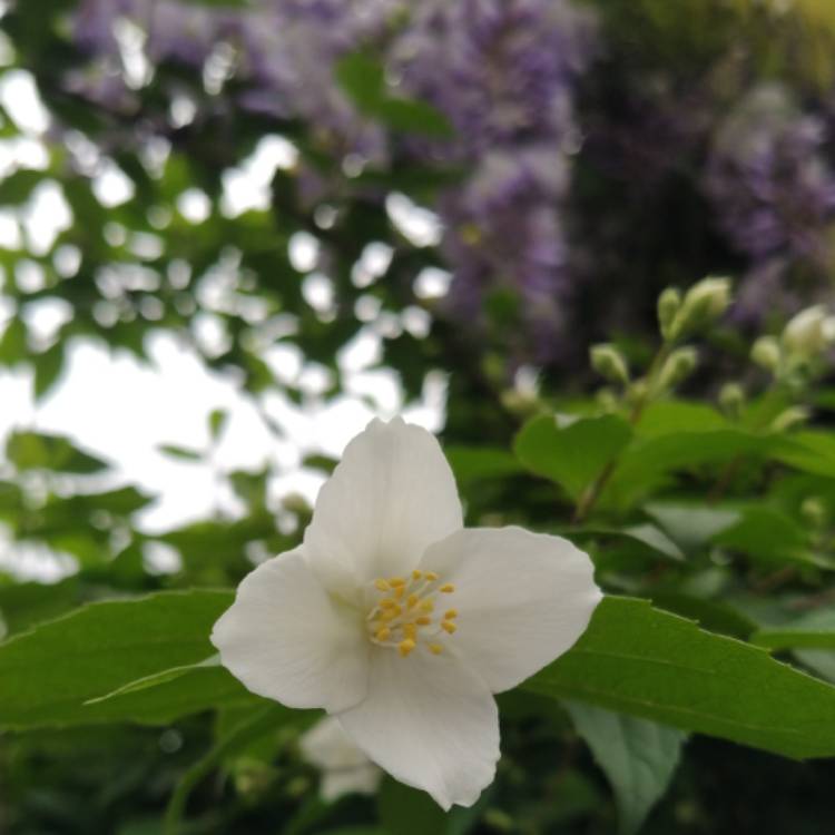 plant image 1663329 plant image 1663329