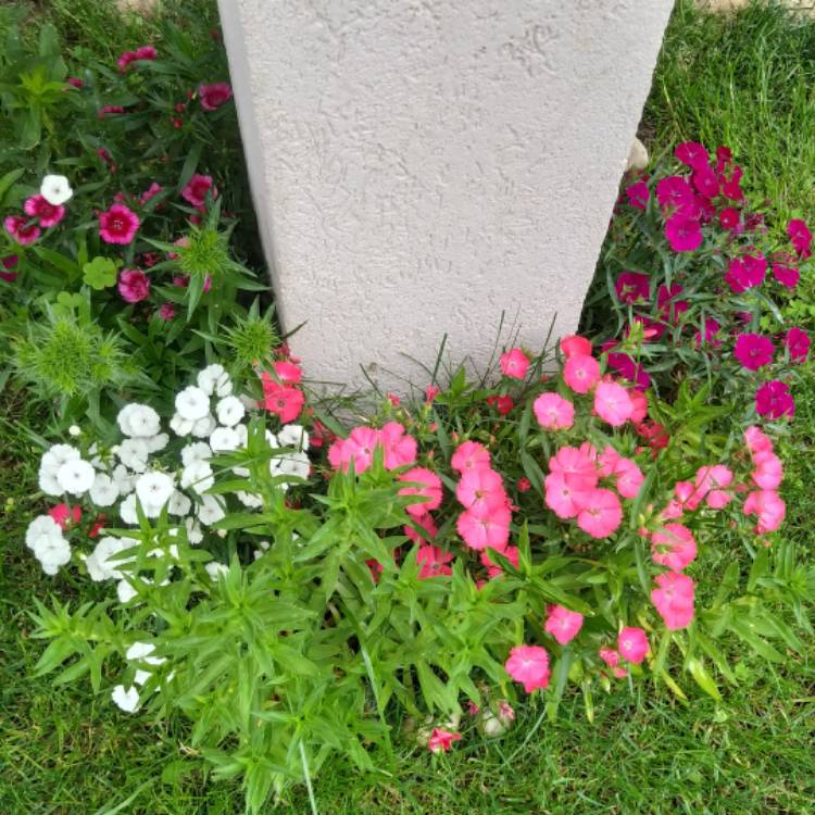 plant image 1663330 plant image 1663330