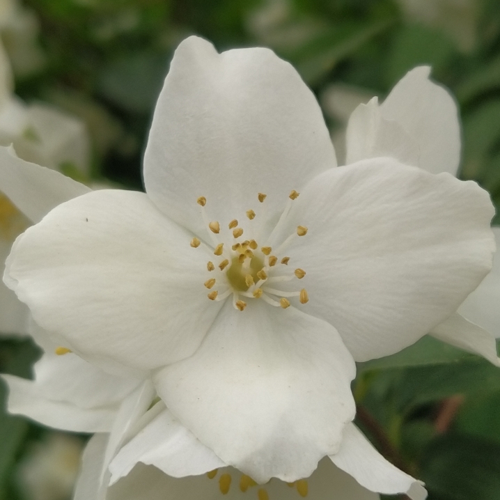 plant image 1665066 plant image 1665066