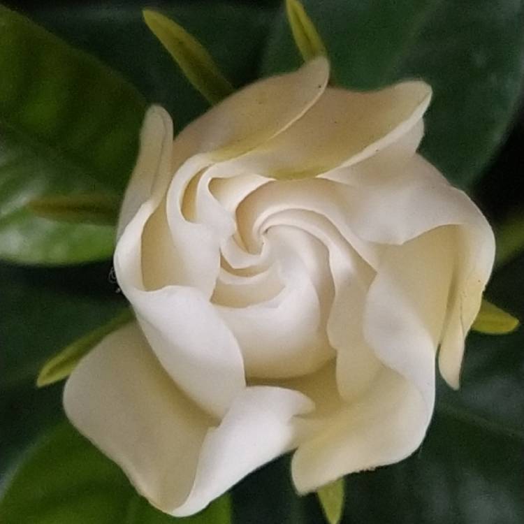 Plant image Gardenia Jasminoides 'August Beauty'